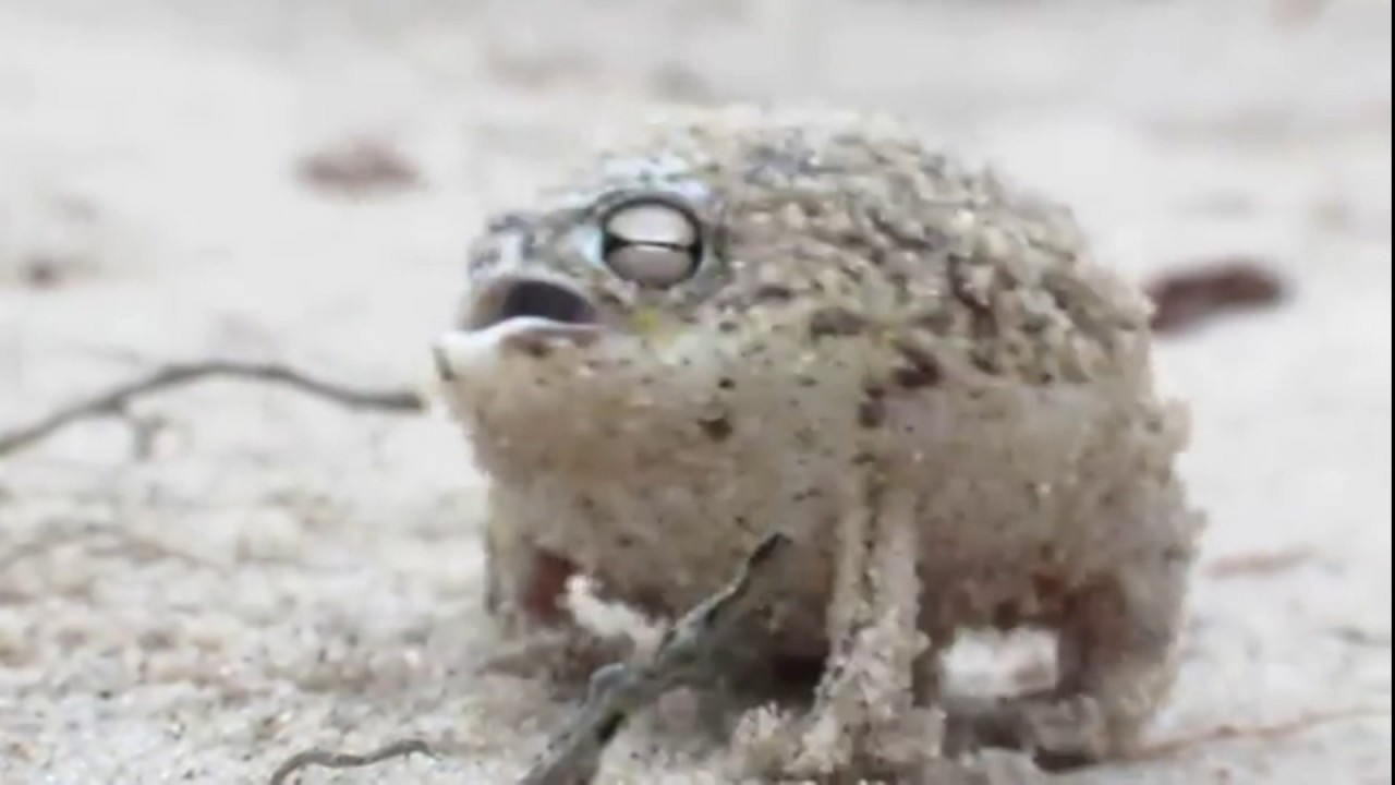 the screaming frog